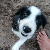 Comanche, a male Border Collie for sale in Interlachen, FL – 3 of 5
