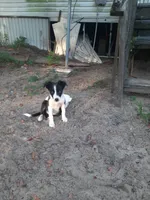 Cherokee, a male Border Collie for sale in Interlachen, FL – 3 of 10