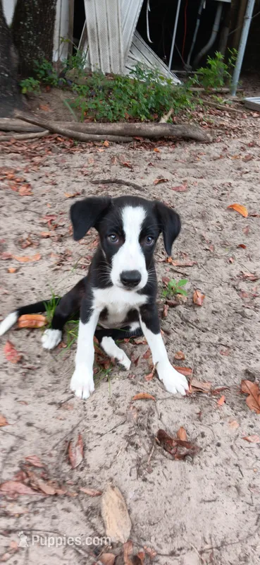 Cheyenne – Border Collie puppy for sale in Interlachen, FL