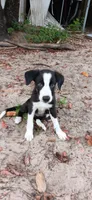 Cheyenne, a female Border Collie for sale in Interlachen, FL – 6 of 10