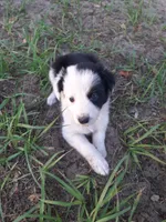 Star, a female Border Collie for sale in Interlachen, FL – 4 of 5