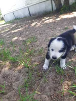Blue, a male Border Collie for sale in Interlachen, FL – 3 of 5