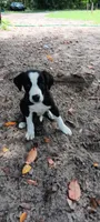 Cheyenne, a female Border Collie for sale in Interlachen, FL – 5 of 5