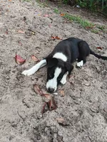 Cheyenne, a female Border Collie for sale in Interlachen, FL – 5 of 10