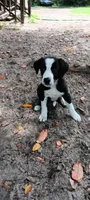 Cheyenne, a female Border Collie for sale in Interlachen, FL – 2 of 5