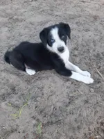 Kringle, a male Border Collie for sale in Interlachen, FL – Photo 3 of 5