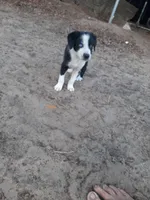 Kringle, a male Border Collie for sale in Interlachen, FL – Photo 2 of 5