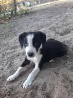 Kringle, a male Border Collie for sale in Interlachen, FL – Photo 4 of 5