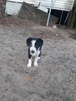 Kringle, a male Border Collie for sale in Interlachen, FL – Photo 5 of 5