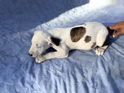 Bandit, a male Dogo Argentino and American Bully for sale in Ocala, FL – 4 of 4