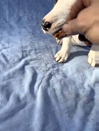 Bandit, a male Dogo Argentino and American Bully for sale in Ocala, FL – 2 of 4