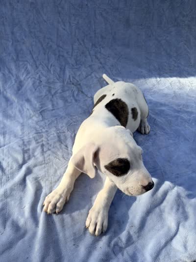 Bandit, a male Dogo Argentino and American Bully for sale in Ocala, FL – 3 of 4
