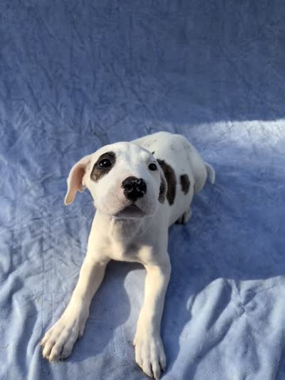 Bandit, a male Dogo Argentino and American Bully for sale in Ocala, FL – 1 of 4