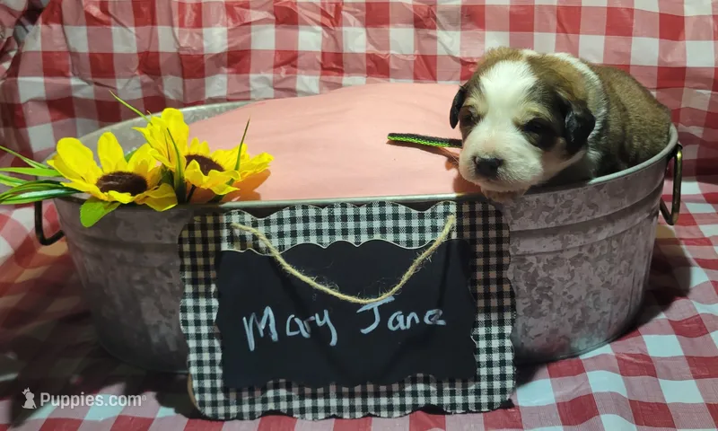 Mary Jane – Bernese Mountain Dog, Great Pyrenees puppy for sale in Tampico, IL