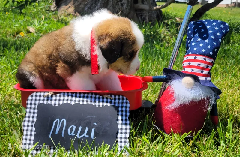 Maui – Bernese Mountain Dog, Great Pyrenees puppy on hold in Tampico, IL