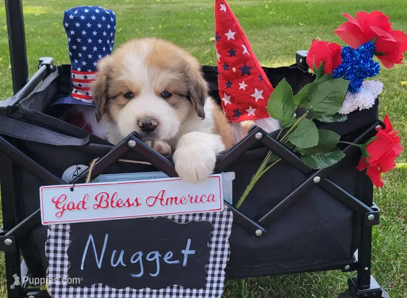Great Bernese Nugget – Bernese Mountain Dog, Great Pyrenees puppy for sale in Tampico, IL