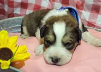 Diesel, a male Bernese Mountain Dog and Great Pyrenees for sale in Tampico, IL – 3 of 8