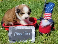 Great Bernese Mary Jane, a female Bernese Mountain Dog and Great Pyrenees for sale in Tampico, IL – 7 of 10