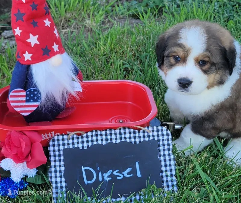 Diesel – Bernese Mountain Dog, Great Pyrenees puppy on hold in Tampico, IL