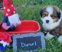Great Bernese Diesel, a male Bernese Mountain Dog and Great Pyrenees for sale in Tampico, IL – 1 of 10
