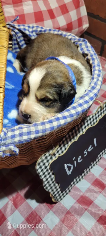Diesel – Bernese Mountain Dog, Great Pyrenees puppy for sale in Tampico, IL