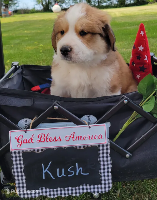 Great Bernese Kush – Bernese Mountain Dog, Great Pyrenees puppy on hold in Tampico, IL