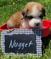 Great Bernese Nugget, a male Bernese Mountain Dog and Great Pyrenees for sale in Tampico, IL – 7 of 10