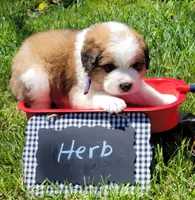 Great Bernese Herb, a male Bernese Mountain Dog and Great Pyrenees for sale in Tampico, IL – 6 of 10