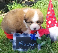 Great Bernese Flower, a female Bernese Mountain Dog and Great Pyrenees for sale in Tampico, IL – 2 of 10