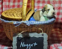 Nugget, a male Bernese Mountain Dog and Great Pyrenees for sale in Tampico, IL – 4 of 7