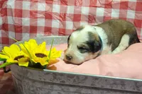 Bud, a male Bernese Mountain Dog and Great Pyrenees for sale in Tampico, IL – 2 of 6