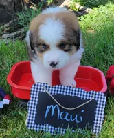 Great Bernese Maui, a female Bernese Mountain Dog and Great Pyrenees for sale in Tampico, IL – 4 of 10