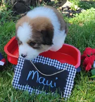 Great Bernese Maui, a female Bernese Mountain Dog and Great Pyrenees for sale in Tampico, IL – 3 of 10