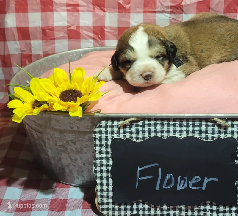 Flower – Bernese Mountain Dog, Great Pyrenees puppy for sale in Tampico, IL