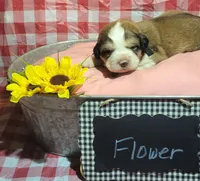 Flower, a female Bernese Mountain Dog and Great Pyrenees for sale in Tampico, IL – 1 of 7
