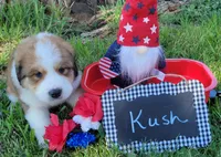 Great Bernese Kush, a male Bernese Mountain Dog and Great Pyrenees for sale in Tampico, IL – 3 of 10