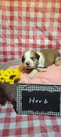 Herb, a male Bernese Mountain Dog and Great Pyrenees for sale in Tampico, IL – 5 of 7