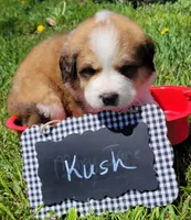 Great Bernese Kush, a male Bernese Mountain Dog and Great Pyrenees for sale in Tampico, IL – 7 of 10