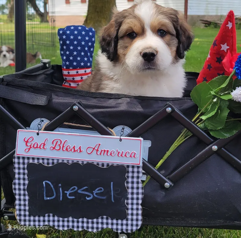 Great Bernese Diesel – Bernese Mountain Dog, Great Pyrenees puppy on hold in Tampico, IL