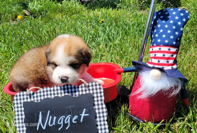 Nugget – Bernese Mountain Dog, Great Pyrenees puppy for sale in Tampico, IL