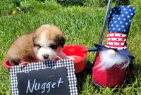 Great Bernese Nugget, a male Bernese Mountain Dog and Great Pyrenees for sale in Tampico, IL – 5 of 10