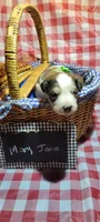 Mary Jane, a female Bernese Mountain Dog and Great Pyrenees for sale in Tampico, IL – 5 of 7
