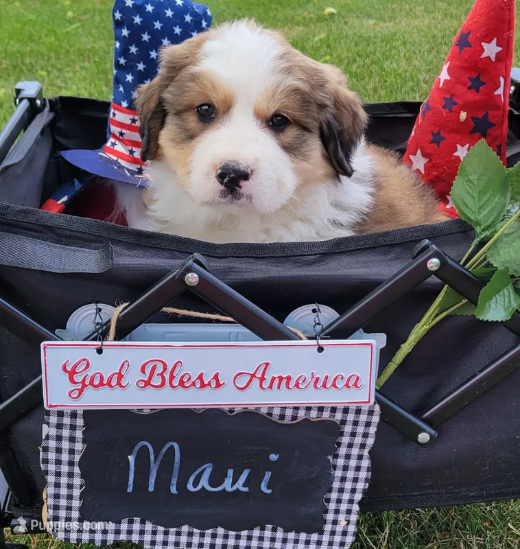 Great Bernese Maui – Bernese Mountain Dog, Great Pyrenees puppy on hold in Tampico, IL