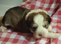 Maui, a female Bernese Mountain Dog and Great Pyrenees for sale in Tampico, IL – 3 of 8