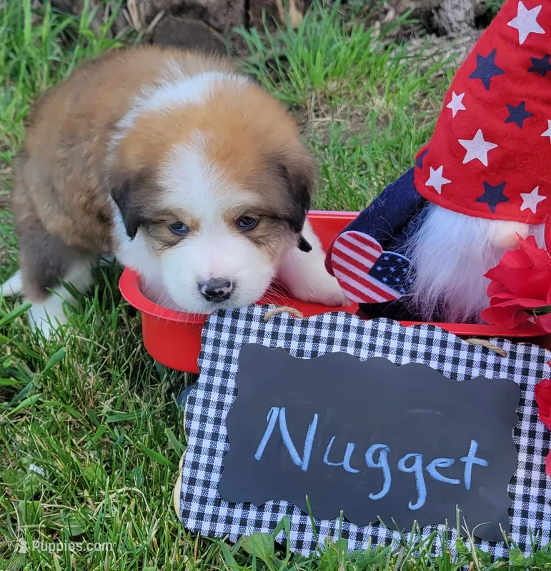 Nugget – Bernese Mountain Dog, Great Pyrenees puppy for sale in Tampico, IL