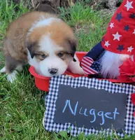 Great Bernese Nugget, a male Bernese Mountain Dog and Great Pyrenees for sale in Tampico, IL – 2 of 10