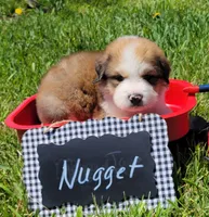 Great Bernese Nugget, a male Bernese Mountain Dog and Great Pyrenees for sale in Tampico, IL – 6 of 10