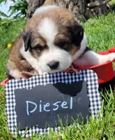 Great Bernese Diesel, a male Bernese Mountain Dog and Great Pyrenees for sale in Tampico, IL – 7 of 10