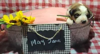 Mary Jane, a female Bernese Mountain Dog and Great Pyrenees for sale in Tampico, IL – 2 of 7