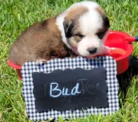 Great Bernese Bud, a male Bernese Mountain Dog and Great Pyrenees for sale in Tampico, IL – 6 of 10